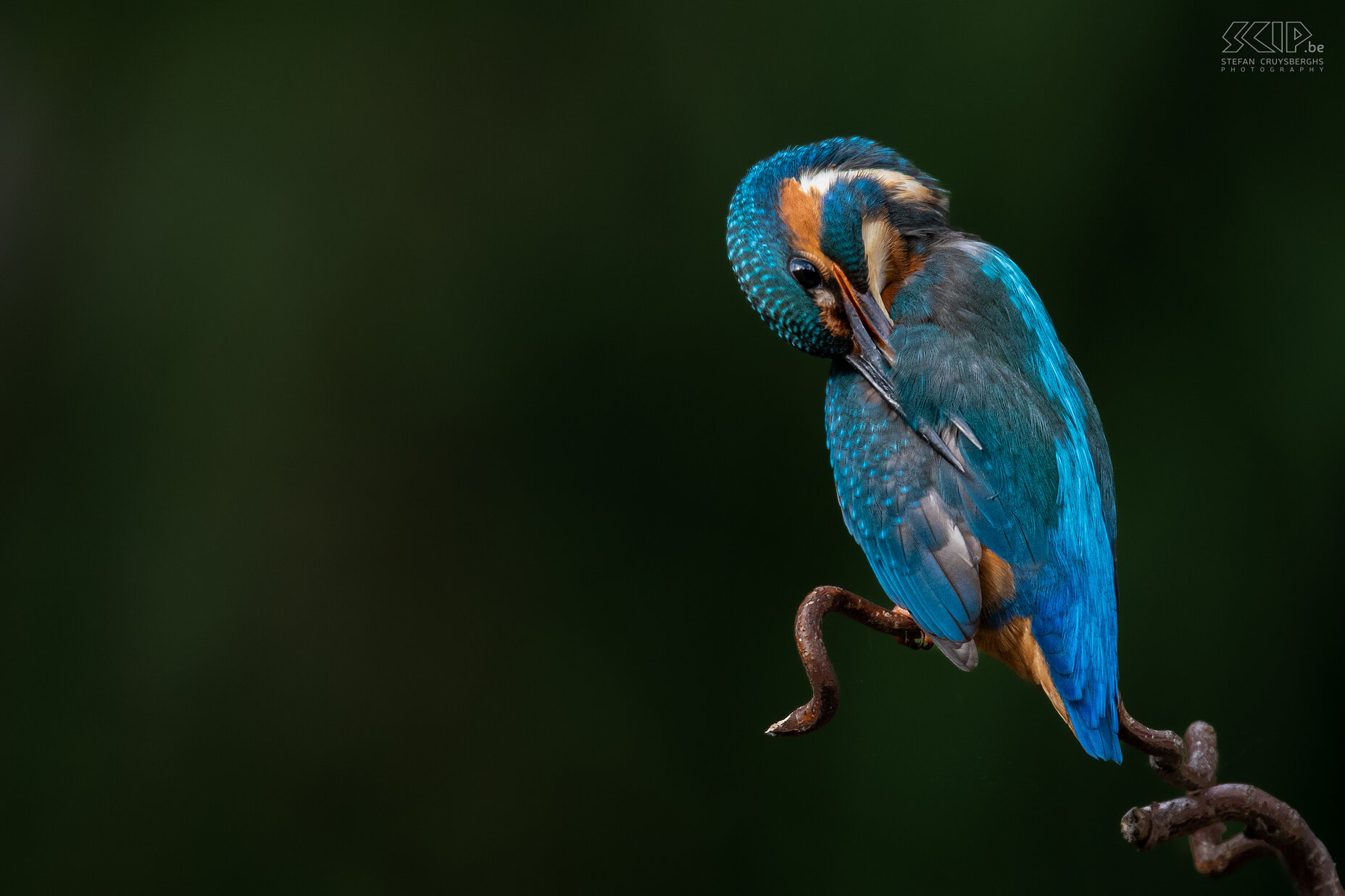 Kingfisher Some of my best images from recent years of one of the most beautiful birds in our country; the kingfisher. Stefan Cruysberghs